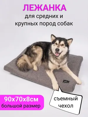 russian #wolfhound | Породы собак, Породы больших собак, Собаки