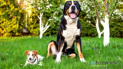 Дронтал плюс XL для собак крупных пород, таблетка – купить в Воронеже по  цене интернет-магазина «Две собаки»