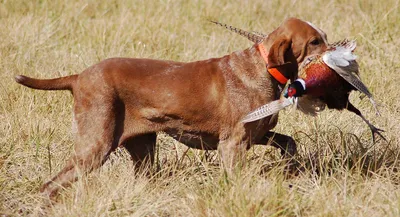 Охотничьи собак: ТОП-15 пород для охоты с фото