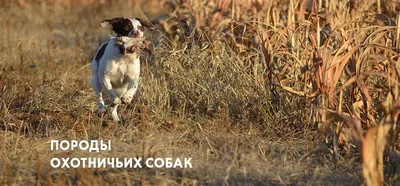 Охотничьи породы собак : ТОП 12 пород охотничьих собак