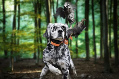 Порода охотничьих собак на букву с (56 фото) - картинки sobakovod.club