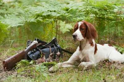 Дрессировка охотничьих собак - особенности, методы.