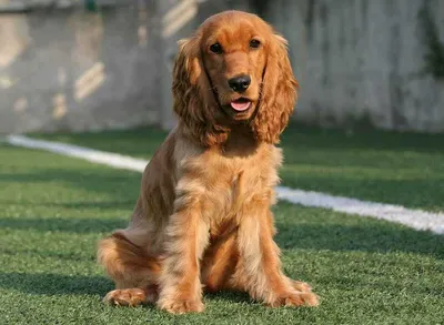Порода собак охотничьи с длинными ушами (82 фото) - картинки sobakovod.club