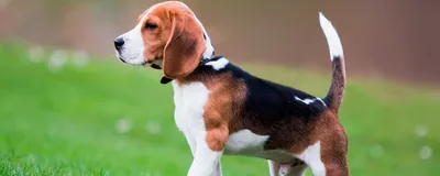 Лучшие охотничьи породы собак: названия, фото, описание, отзывы кинологов