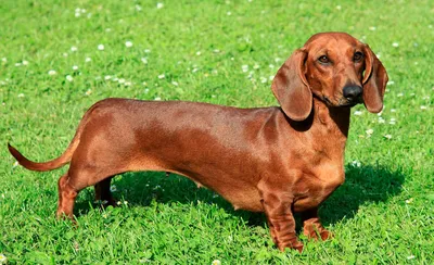 Породы собак с длинными ушами: преимущества и недостатки пород, особенности  ухода