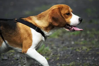 Африканская собака басенджи, которая не лает - описание породы