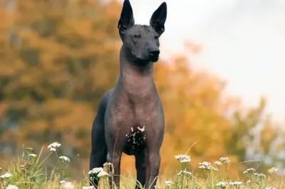 Немецкий Длинношерстный Легавый собака (Лангхаар)