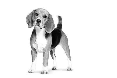 О породах собак №129. Бассеты, часть 2. Французские бассеты | Пикабу