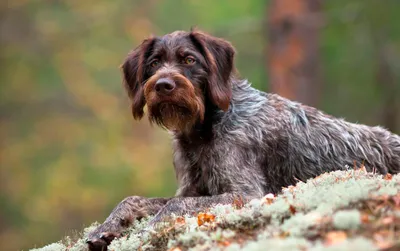 Порода собак с длинными ушами: короткие лапы, висячие, кудрявые, большие и  длинные | Petguru