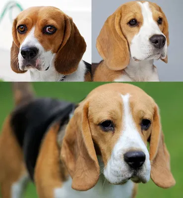 Собака Бассет-хаунд - фото и описание породы, цены на щенков, минусы и  плюсы | Pet-Yes