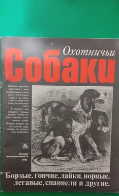 Любопытной Варваре на базаре, или 10 пород собак с длинным носом - Питомцы  Mail.ru