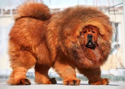 12 самых пушистых собак на свете - Питомцы Mail.ru