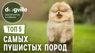 Самые большие и пушистые породы собак (38 фото) - картинки sobakovod.club