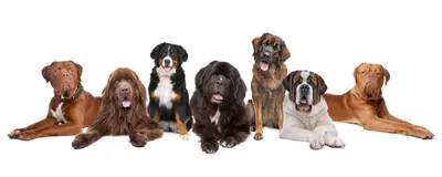 Породы самых больших собак фото фотографии