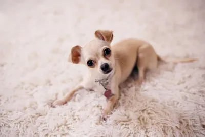 Милые монстрики: эти маленькие собаки могут укусить без причины -  PrimaMedia.ru