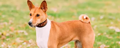 Собаки которые не линяют: 15 пород, которые можно завести