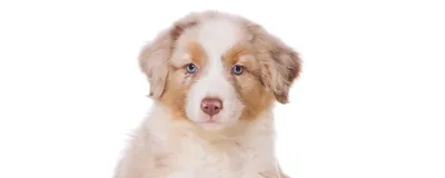 Собаки без запаха: группы пород, плюсы и минусы | Блог ветклиники \"Беланта\"