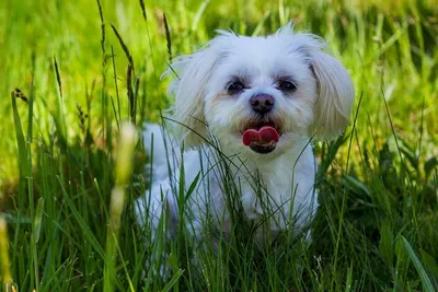 Гипоаллергенные породы собак для аллергиков и астматиков