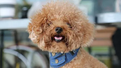 У собаки неприятный запах изо рта: возможные причины и лечение | Royal  Canin UA