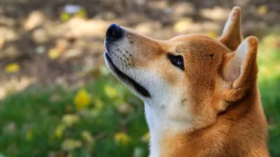Какие собаки спокойны и мало лают - фото и описание | РБК Украина