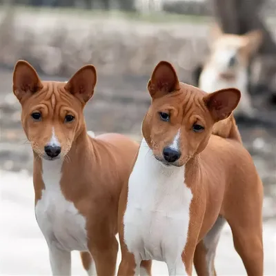 Лучшие породы собак для аллергиков | PetZona - канал о животных | Дзен