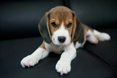 Породы собак для квартиры - лучшая собака для квартиры, размеры, фото |  Блог зоомагазина Zootovary.com