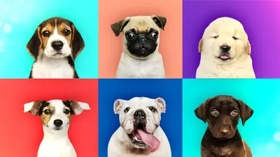 Породы собак для охраны частного дома/дачи | Догги Академия | Дзен