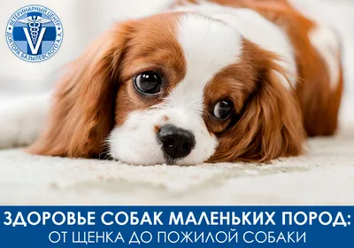 Счастье в каждый дом: названы породы собак, которые чаще всего заводят  россияне
