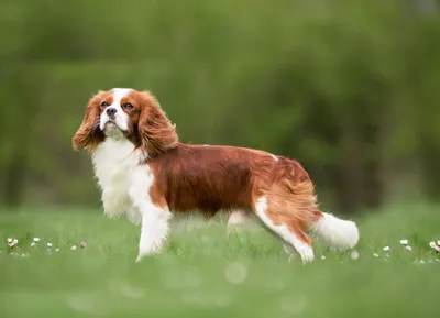 Самые умные породы собак - научно доказанный рейтинг | Mixnews