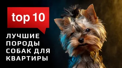 Самые лучшие породы собак для детей - Today.ua