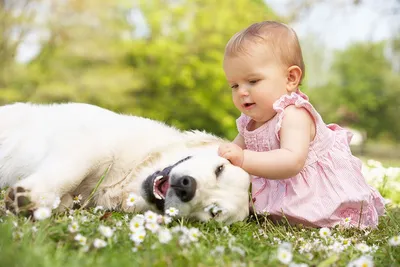 Лучшие породы собак для детей | Відкритий