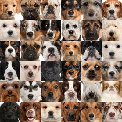 Породы собак фото каталог 