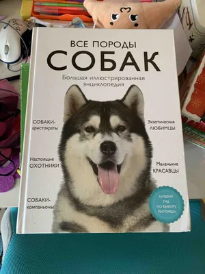 Всего 100-150 собак породы тазы осталось в Казахстане | Inbusiness.kz
