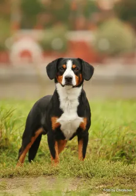 Какие есть породы собак на букву \"э\"?» — Яндекс Кью