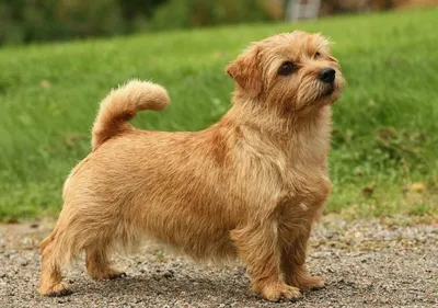 Ханаанская собака: фото, характер, описание породы