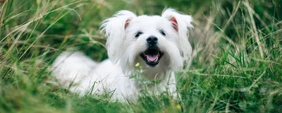 Топ-10 Самые дорогие породы собак в мире | Among Us | Vestamart | Дзен