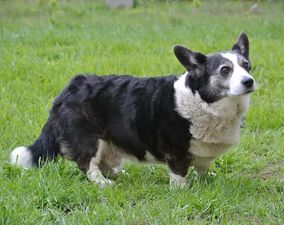 Той терьер собака: фото, характер, описание породы