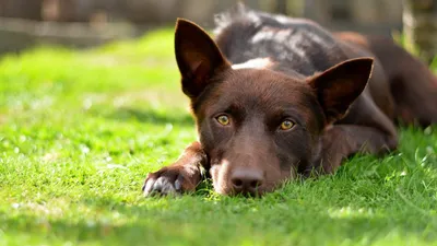 Гулять долго не придётся: 6 пород флегматичных собак, идеально подходящих  для хозяев-лентяев