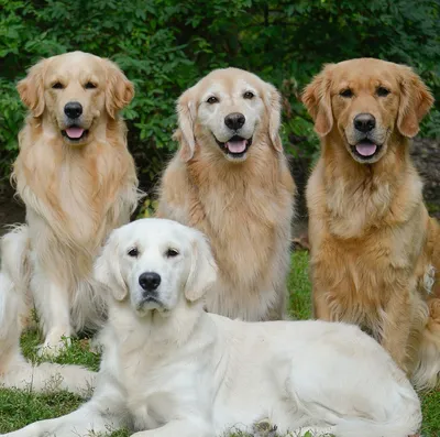 Доберман: фото, описание породы и характера собаки, цена, факты, размеры и  все + отзывы владельцев о содержании