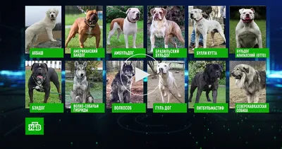 Список опасных пород собак // Новости НТВ