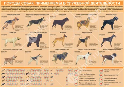 Купить Плакат \"Породы собак,применяемые в служебной деятельности\" 84х57 см  в Санкт-Петербурге, типография Рубланк
