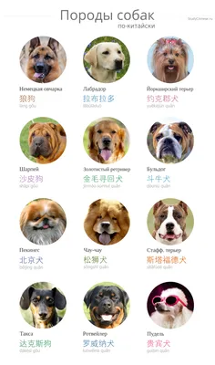 Подборка: породы собак - Китайские новости - Китайский язык онлайн  StudyChinese.ru
