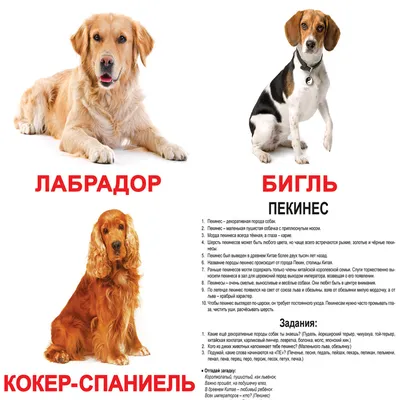 Породы собак с фото список фотографии