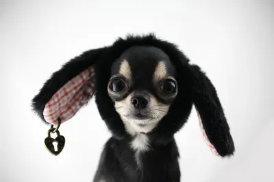 Самые умные собаки - какую породу выбрать – фото | OBOZ.UA