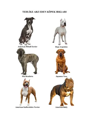 Самые большие собаки в мире: ТОП-20 крупных пород с фото