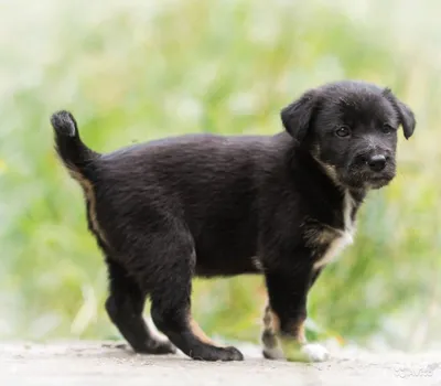 Породы собак с маленьким хвостом (60 фото) - картинки sobakovod.club