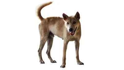 Порода собак аусси - Породы собак обзор на Gomeovet