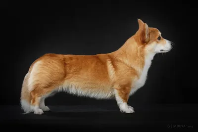 Порода собак с коротким хвостом - 66 фото