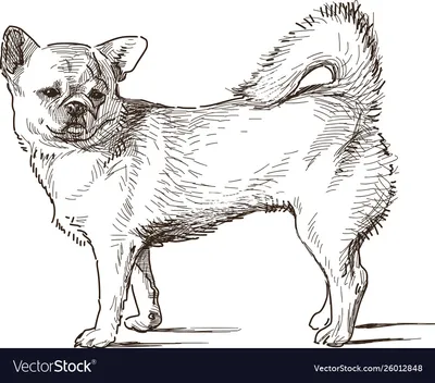 Такса (Dachshund) - собака невероятно милая и душевная. Описание, фото,  отзывы о породе.