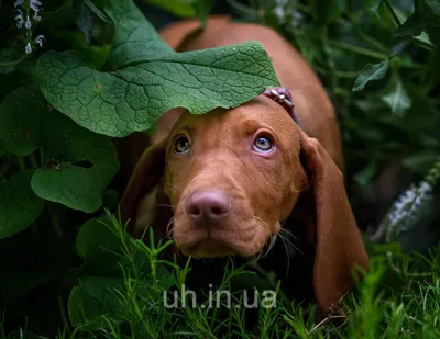 Маленькие породы собак с висячими ушами (61 фото) - картинки sobakovod.club